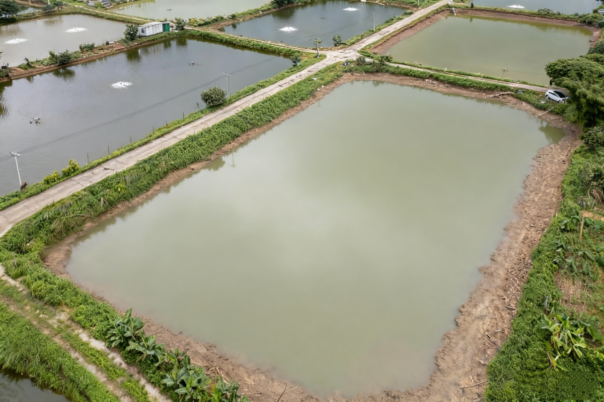 Picture of Fish Pond Before Dredging